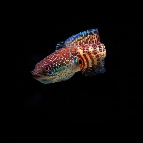 巴卡雷龍魚的價格排行榜，巴卡雷龍魚價格一般多少錢