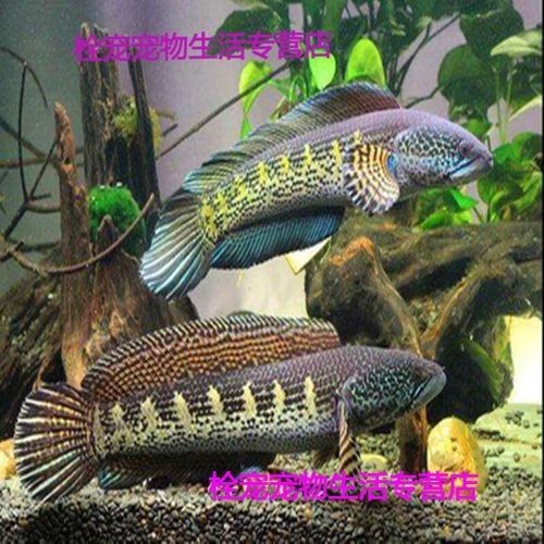 巴卡雷龍魚的價(jià)格排行榜，巴卡雷龍魚價(jià)格一般多少錢