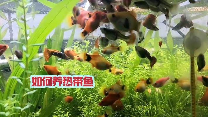 最好的紅龍魚有哪些？，最受歡迎的紅龍魚品種之一：最好的紅龍魚品種之一