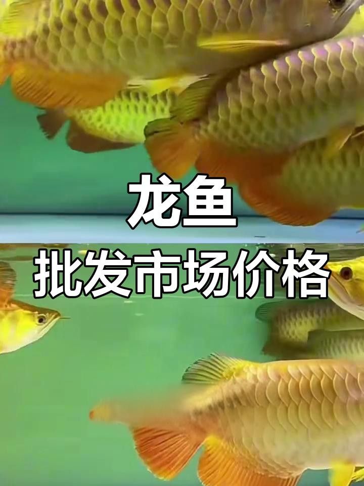 十大最貴金龍魚時局觀測站揭秘稀有金龍魚品種，價格驚人！聽，十大最貴金龍魚時局觀測站揭秘稀有金龍魚價格驚人