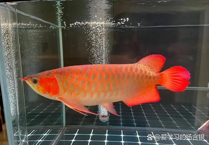 大安紅龍魚的價格表，大安紅龍魚2023年價格表