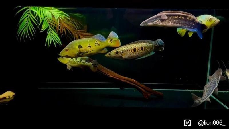 申古三間魚的飼養要求，申古三間魚寵物魚的飼養要求