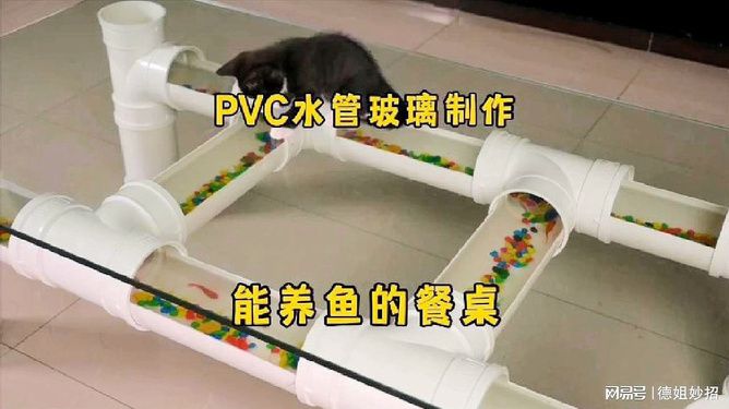 藍底金龍魚能長多大的魚，藍底金龍魚能長多大的魚對應信息，藍底金龍魚能長多大的魚