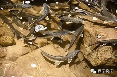 金龍魚屬于什么檔次，湟魚游進西寧海洋館西寧晚報金龍魚屬于什么檔次