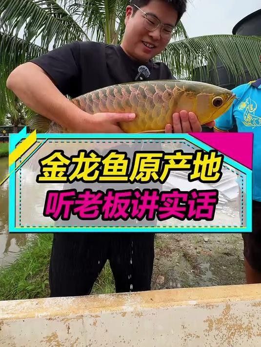 金龍魚的野生種群有多少？，金龍魚產地主要在哪里