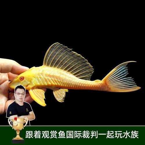 黃金紅眼女王大帆vs黃金紅眼女王大帆清道夫清道夫，京東平臺上在售的“女王大帆”魚