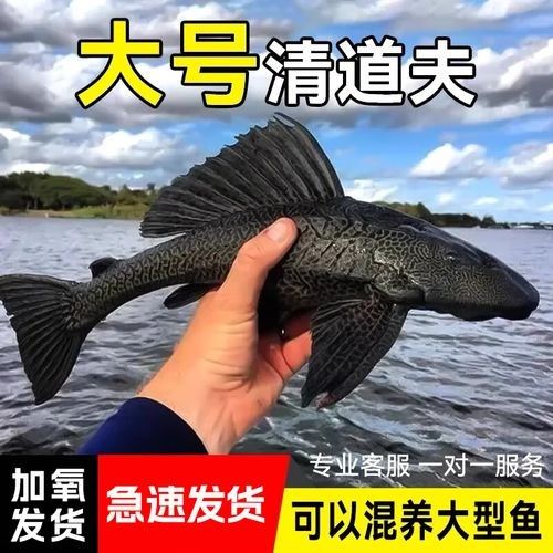 黃金紅眼女王大帆vs黃金紅眼女王大帆清道夫清道夫，京東平臺上在售的“女王大帆”魚