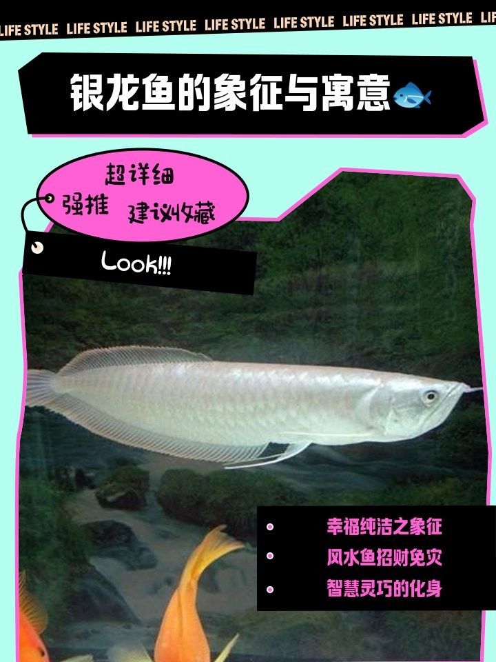 銀龍魚寓意好嗎，養一條銀龍魚寓意好嗎