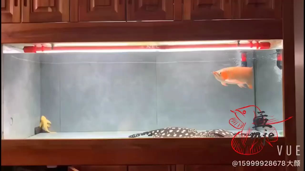 吉爾～萬吉，陸巡來襲，福建魚友飼養歡迎咨詢了解，萬吉，陸巡來襲