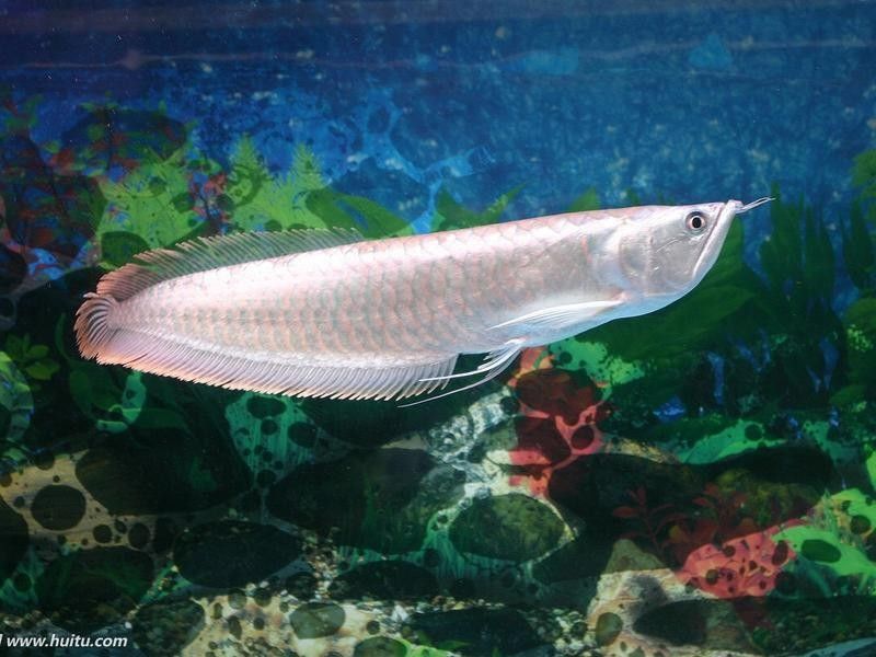 紅龍魚飼養(yǎng)和烹飪的“三個步驟”，潞城紅龍魚飼養(yǎng)和烹飪的“三個步驟” 紅龍魚飼養(yǎng)和烹飪的“三個步驟”，潞城紅龍魚飼養(yǎng)和烹飪的“三個步驟” 觀賞魚百科 第6張