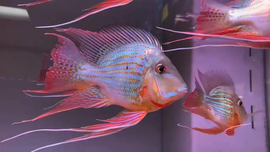 進口元寶鳳凰魚和國產元寶鳳凰魚的區別，元寶鳳凰魚的價格是多少？
