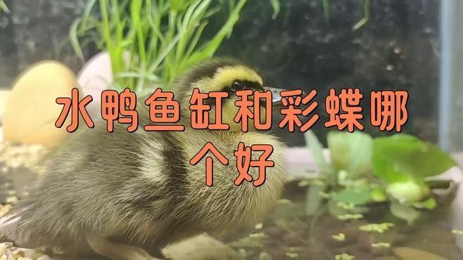 水鴨魚缸和彩蝶魚缸哪個好學海領航員水鴨魚缸哪個好，水鴨與彩蝶哪個好