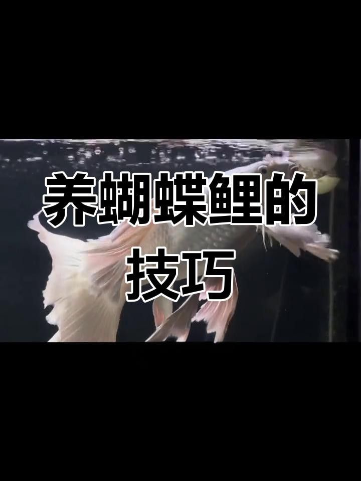 水鴨魚缸和彩蝶魚缸哪個好學海領航員水鴨魚缸哪個好，水鴨與彩蝶哪個好