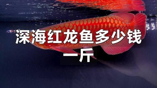 龍魚價格一般多少錢一只，一條龍魚大概要多少錢一只