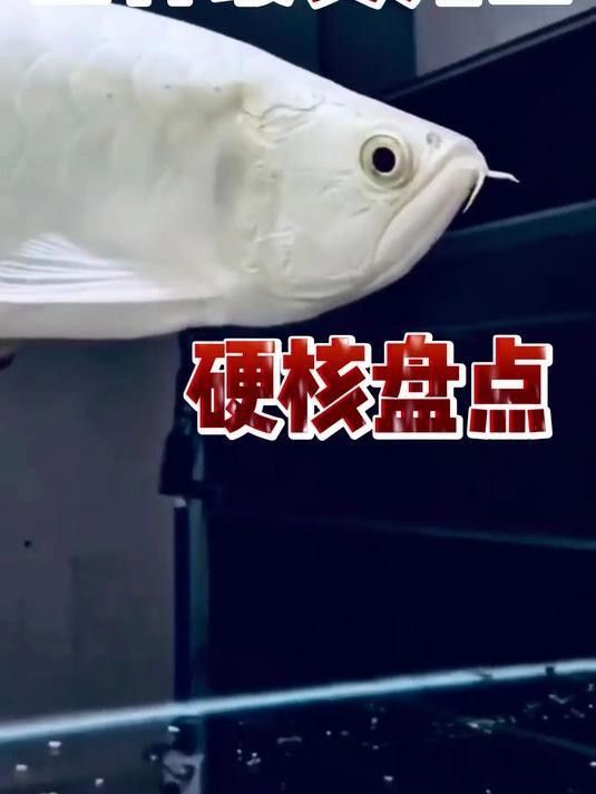 龍魚價格一般多少錢一只，一條龍魚大概要多少錢一只
