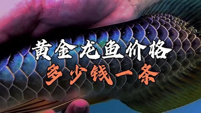 龍魚價格一般多少錢一只，一條龍魚大概要多少錢一只