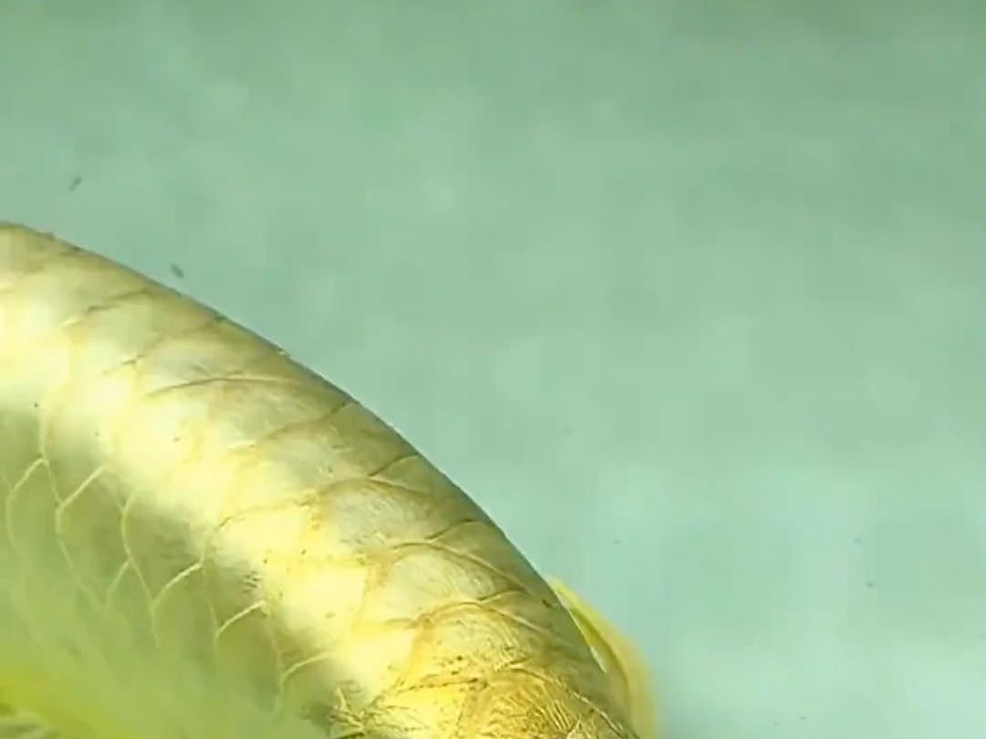 龍魚價格一般多少錢一只，一條龍魚大概要多少錢一只