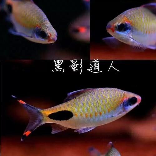 黑影道人魚區分鏈安智研所魚怎么分辨公母中名百科，黑影道人魚公母區分