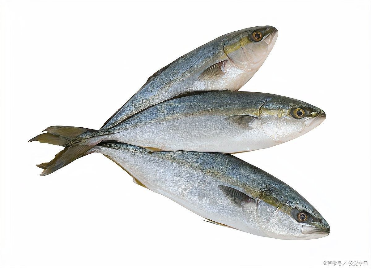 黑影道人魚區分鏈安智研所魚怎么分辨公母中名百科，黑影道人魚公母區分