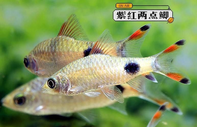 黑影道人魚區分鏈安智研所魚怎么分辨公母中名百科，黑影道人魚公母區分