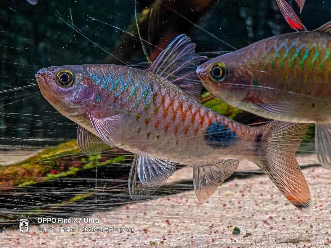 黑影道人魚區分鏈安智研所魚怎么分辨公母中名百科，黑影道人魚公母區分
