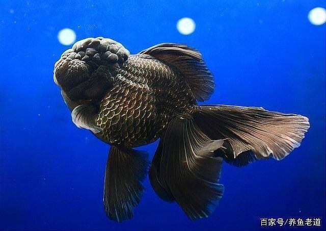 魚凸眼怎么治療，觀賞魚突眼治療全攻略