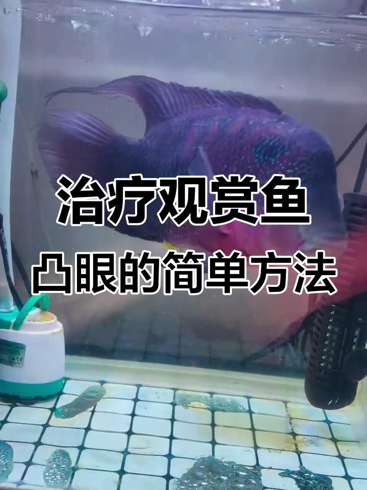 魚凸眼怎么治療，觀賞魚突眼治療全攻略