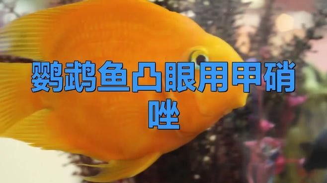 魚凸眼怎么治療，觀賞魚突眼治療全攻略