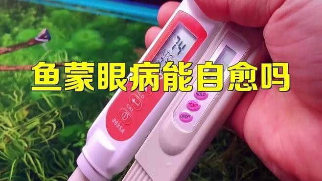 魚蒙眼病能自愈嗎，觀賞魚眼睛白蒙這些方法幫你解決魚蒙眼病能自愈嗎