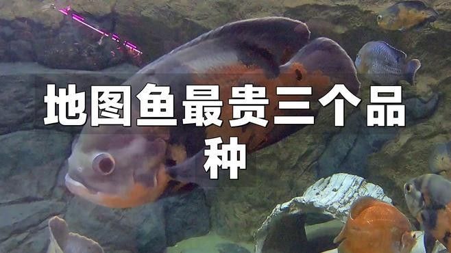 最貴的地圖魚品種有哪些，最新地圖魚價(jià)格大全