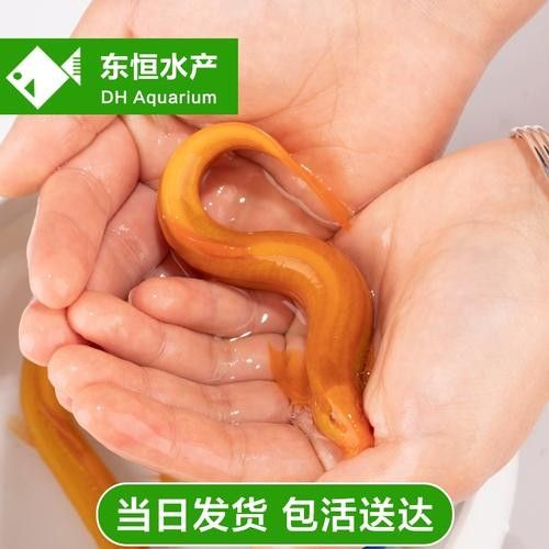 惠農紅龍魚怎么養紅龍魚價格及圖片欣賞大全齊家紅龍魚品種，養魚小藝聽，惠農紅龍魚的價格是多少？
