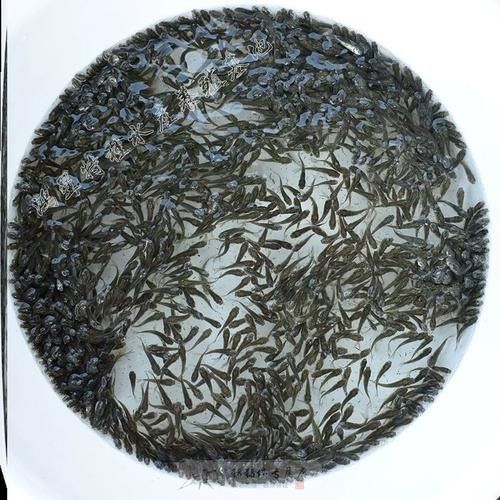 惠農紅龍魚怎么養紅龍魚價格及圖片欣賞大全齊家紅龍魚品種，養魚小藝聽，惠農紅龍魚的價格是多少？