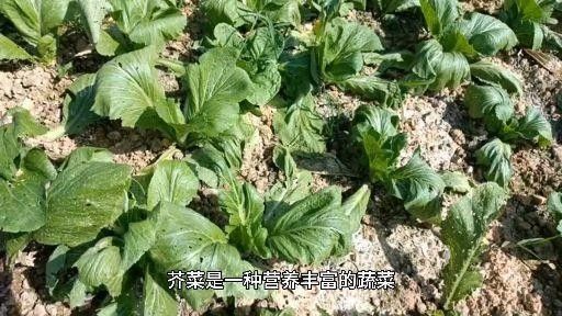 芥菜的營養價值與功效，江西菜梗之芥菜營養成分探析 芥菜的營養價值與功效，江西菜梗之芥菜營養成分探析 觀賞魚百科 第4張