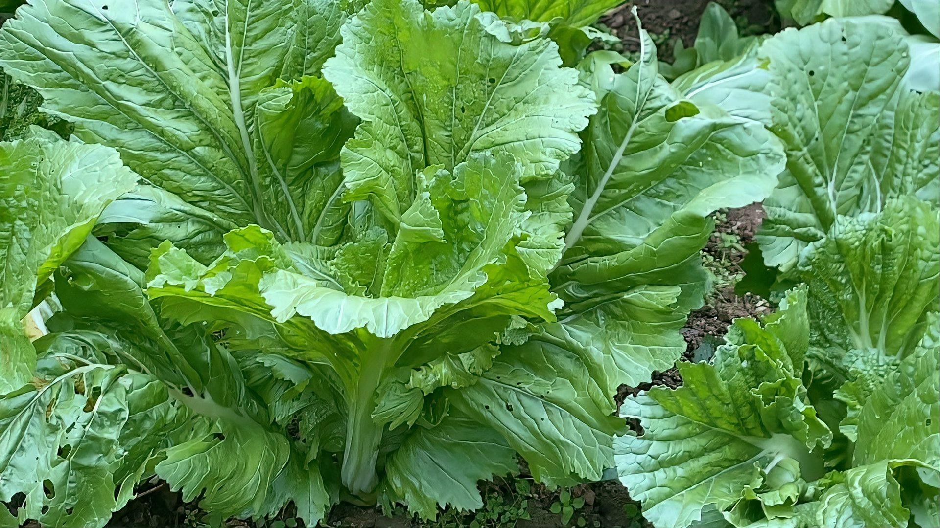 芥菜的營養價值與功效，江西菜梗之芥菜營養成分探析 芥菜的營養價值與功效，江西菜梗之芥菜營養成分探析 觀賞魚百科 第2張