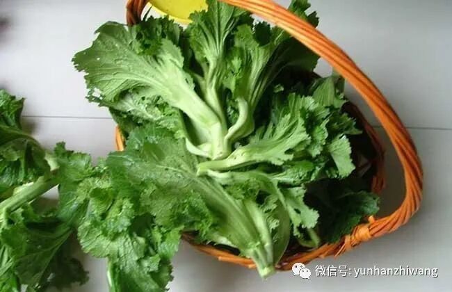 芥菜的營養價值與功效，江西菜梗之芥菜營養成分探析 芥菜的營養價值與功效，江西菜梗之芥菜營養成分探析 觀賞魚百科 第6張
