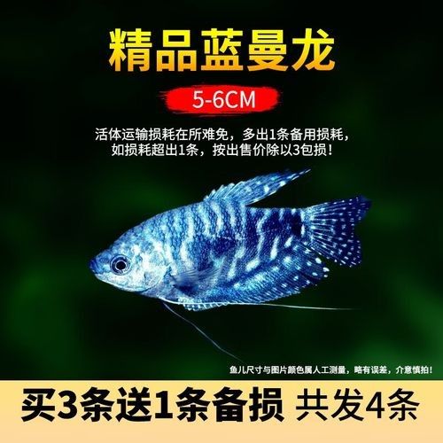 藍(lán)曼龍魚的價(jià)格是多少？，藍(lán)曼龍魚多少錢一只
