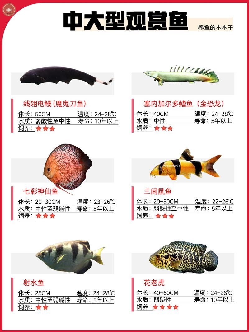 懷安龍魚的市場價格多少錢一斤，懷安龍魚價格波動大嗎懷安龍魚多少錢一斤騰云新分享