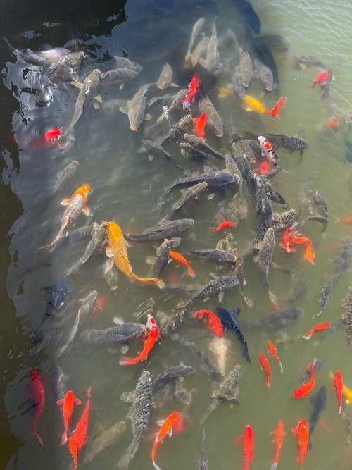 旅順口金龍魚的歷史文化與現狀，關于旅順口金龍魚的問題 旅順口金龍魚的歷史文化與現狀，關于旅順口金龍魚的問題 觀賞魚百科 第3張