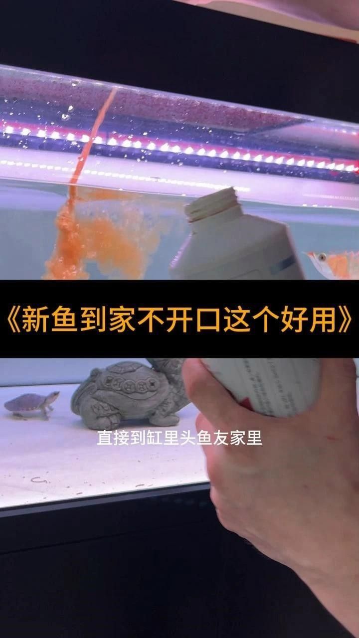 龍魚總趴缸底厭食怎么辦益生菌改善腸道功能活力，益生菌對龍魚是否有作用？