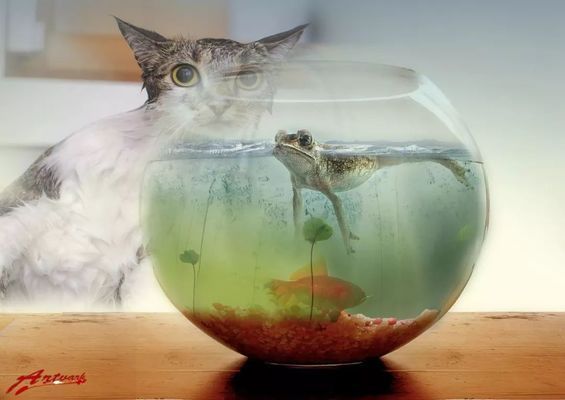 常見的寵物龍魚圖片及種類介紹，寵物龍魚品種及寵物龍魚圖片大全，寵物龍魚圖片大全