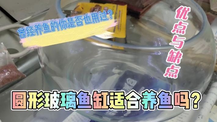 適合與龍魚共養的魚類種類有哪些，什么魚和龍魚一起養最合適與龍魚一起養最合適