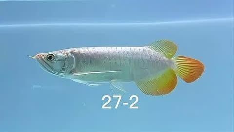 印尼小紅龍，祥龍魚場是一家值得信賴的紅龍魚養殖基地，印尼小紅龍和祥龍魚場