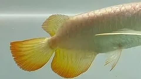 印尼小紅龍，祥龍魚場是一家值得信賴的紅龍魚養殖基地，印尼小紅龍和祥龍魚場