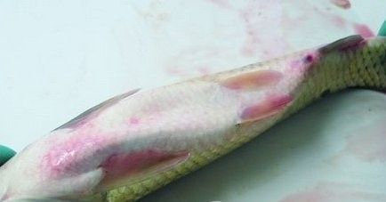 甲醛治魚(yú)病的最佳方法，水產(chǎn)養(yǎng)殖中常用的廣譜殺蟲(chóng)劑，如何使用甲醛治療魚(yú)病