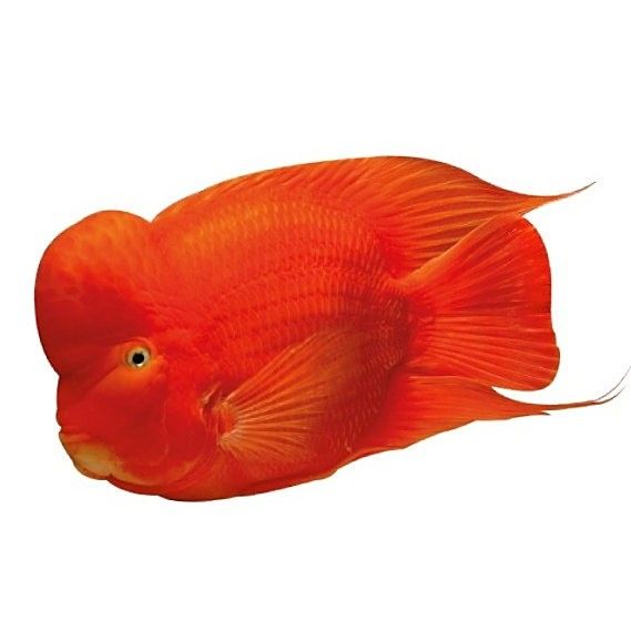 紅財神魚和普通鸚鵡魚的區(qū)別，正宗紅財神魚和普通鸚鵡魚的區(qū)別