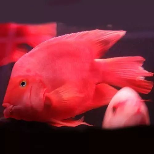 紅財神魚和普通鸚鵡魚的區(qū)別，正宗紅財神魚和普通鸚鵡魚的區(qū)別