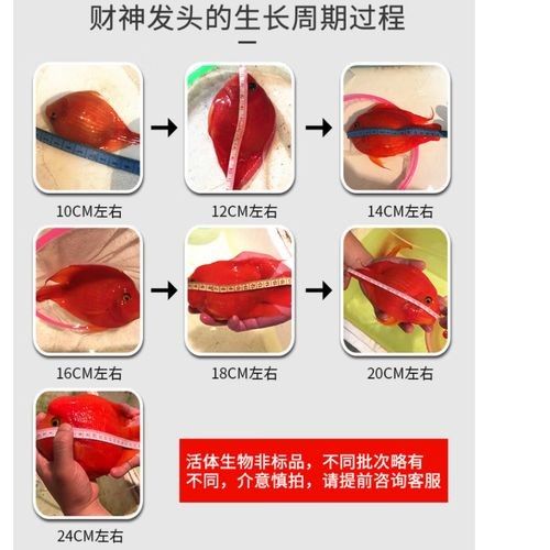 臺灣紅龍魚飼養需要注意什么看這一篇就夠了養魚小藝，臺灣紅龍魚的養殖方法