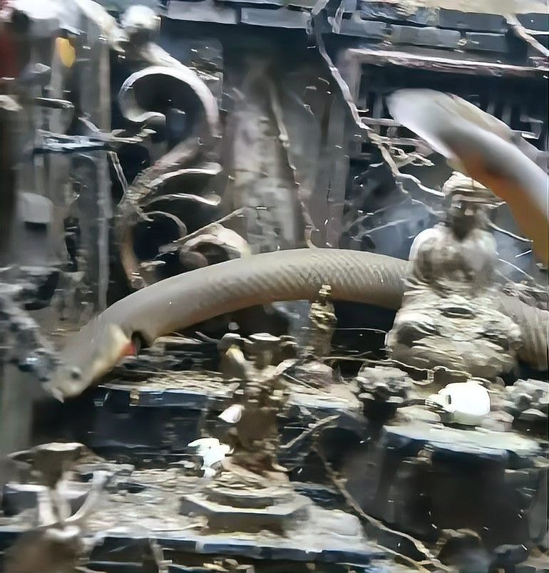 微信公眾平臺,云南男子養出“真龍”頭部長角生出逆鱗，云南男子養出“真龍”頭部長角生出逆鱗網友：要飛升了