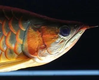 龍魚活體價格-最新龍魚活體價格、批發報價、價格大全，維西龍魚市場價格是多少維西龍魚怎樣養大一點