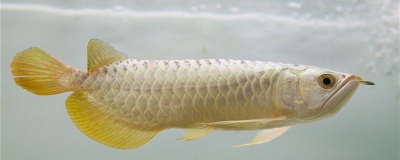 龍魚需要睡覺，但不需要太多時間睡覺，它們的睡眠狀態比較輕，龍魚是否需要睡覺？